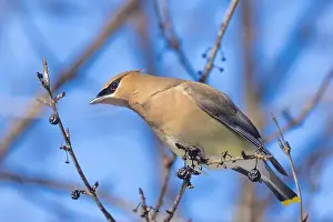 Toss Prints: cedar waxwing (Bombycilla cedrorum) in winter