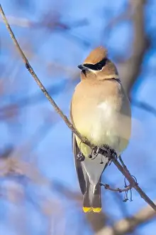 Toss Prints: cedar waxwing (Bombycilla cedrorum) in winter