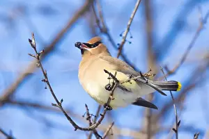 Toss Prints: cedar waxwing (Bombycilla cedrorum) in winter