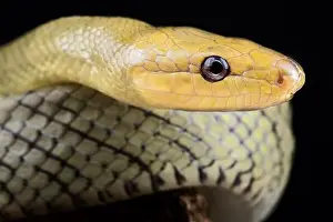 Ratsnake Prints: Celebes Black-tailed Ratsnake (Gonyosoma jansenii)