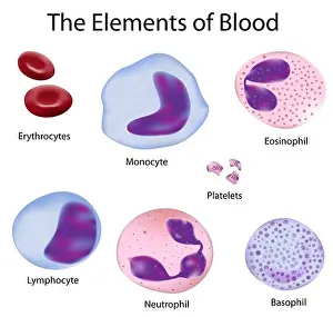 Immune Prints: The cells of human blood : red blood cells and different white blood cells