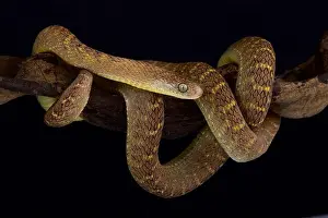 Congo Prints: The Central African Egg-eating Snake (Dasypeltis fasciata)
