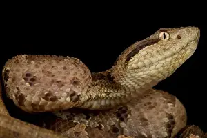 Sideview Prints: Central American jumping viper (Atropoides mexicanus)