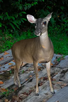 Ruminant Prints: Central American red brocket deer