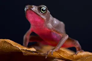 Guyane Prints: Central coast stubfoot toad (Atelophus franciscus)
