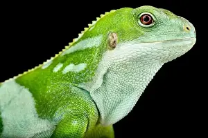 Sideview Prints: Central Fijian Banded Iguana (Brachylophus bulabula)