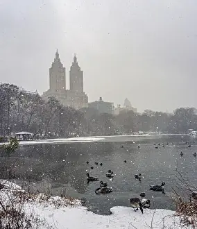 Snowstorm Prints: Central Park in winter, early morning in snowstorm, blizzard