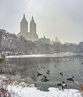 Snowstorm Prints: Central Park in winter, early morning in snowstorm, blizzard