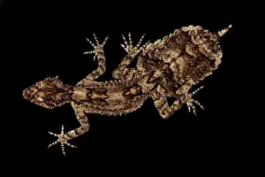 Cryptic Prints: Central Queensland leaf-tailed gecko (Saltuarius salebrosus)