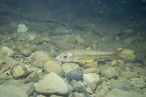 Minnow Prints: Central stoneroller minnow in a creekbed