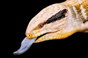 Omnivorous Prints: Centralian blue-tongued skink (Tiliqua multifasciata)