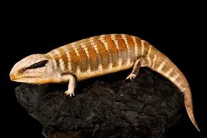 Diurnal Prints: Centralian blue-tongued skink (Tiliqua multifasciata)