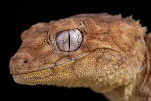Nephrurus Prints: Centralian rough knob-tailed gecko (Nephrurus amyae)