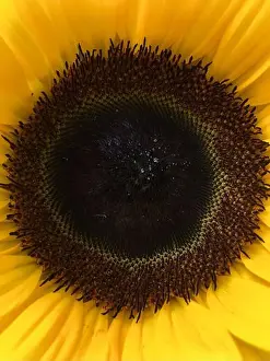 Sunflower Seeds Prints: Centre of a sunflower