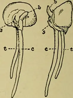 Bookyear1904 Prints: The cereals in America. S^ THE CEREALS IN AMERICA