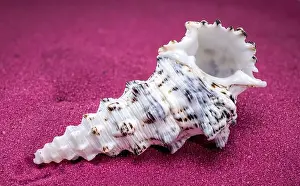 Red Background Prints: Cerithium nodulosum gastropod mollusk on red sand background