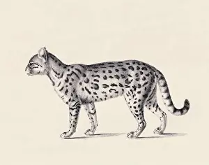 Soft Tones Prints: Ceylon cat illustration. Pencil sketch of a Ceylon cat isolated on an aged beige background