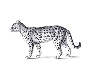 Soft Tones Prints: Ceylon cat illustration. Pencil sketch of a Ceylon cat isolated on a plain white background