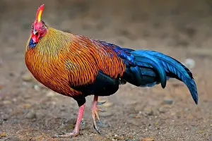 Avifauna Prints: Ceylon Junglefowl - Gallus lafayettii