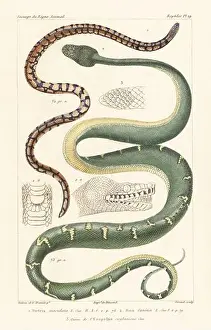 Nature Study Prints: Ceylonese cylinder snake, Cylindrophis maculatus 1