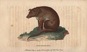 Canis Prints: Ceylonese dog.. Canis ceylonicus