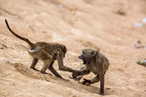 Botswana Prints: Two Chacma baboon fighting in the sand in Kruger National park