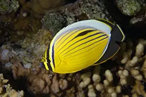 Aquatic Animal Prints: Chaetodon austriacus