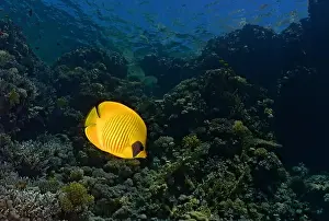 Water Reflection Prints: Chaetodon semilarvatus - masked butterflyfish