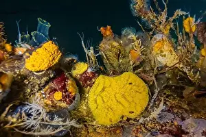 Puget Sound Prints: Chain Tunicate, Botrylloides violaceus