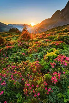 Backlight Prints: Chalberboden with alpine roses at sunrise, Switzerland, Bernese Alps