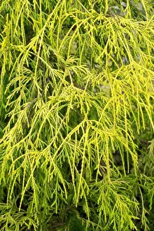 Coniferous Prints: Chamaecyparis 'Filifera Aurea Nana' Chamaecyparis pisifera