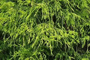 Up Close Prints: Chamaecyparis pisifera Filifera - False Cypress tree