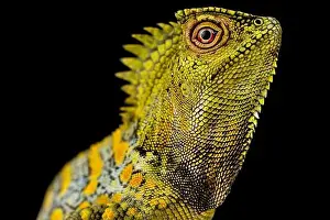 Arboreal Prints: Chameleon Agama male (Gonocephalus chamaeleontinus)