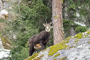 Winter Park Prints: chamois hounds grass in the snow. Chamois walks in the snow