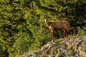 Foret Prints: Chamois in summer, on a rocky slope near the spruce forest of Chasseron in swiss jura mountain