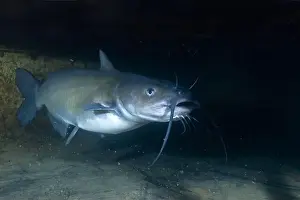 Catfish Prints: Channel catfish hiding in dark cave
