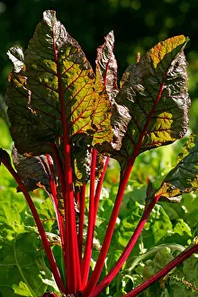 Pflanzen Prints: Chard plant cultivar Rhubarb Chard - leaf beet - foliage beet - swiss chard - vegetable - (Beta vulgaris var)