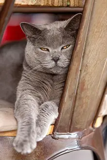 Lazy Prints: Chartreux cat wiith yellow yes facing camera