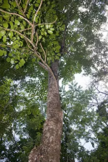 Biosphere Reserve Prints: Chechen or black poisonwood tree (Metopium brownei)