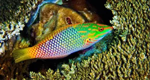 Animal Behaviour Prints: Checkerboard Wrasse, Halichoeres hortulanus