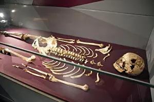 Cheddar Man Skeleton in the Prehistory Gallery looking at human evolution, from monkey to man, in the Natural History Museum, London, England, UK
