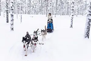 Domestic Animals Prints: Cheerful girl having fun dog sledding in the snow, Lapland, Finland