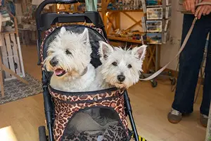 French Bulldog Prints: Two cheerful West Highland white terrier dogs in a pram in a gift shop