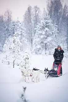 Domestic Animals Prints: Cheerful woman dogsledding in the snowy landscape of Finnish Lapland