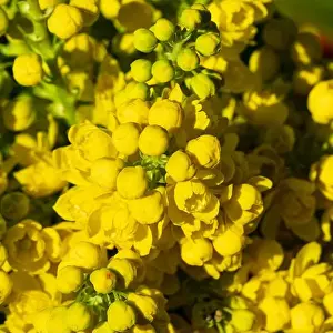 Optimistic Prints: Cheerful yellow blossoms from the Creeping Grape Holly (Berberis repens) during spring in Boise