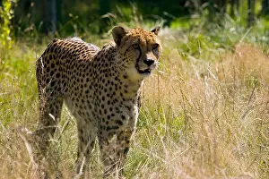 Ability Prints: Cheeta