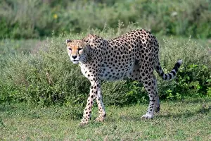 Lick Prints: Cheetah (Acinonyx jubatus), female cheetah