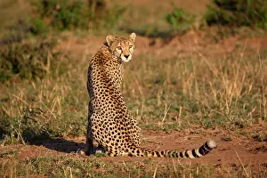 National Reserve Prints: cheetah (Acinonyx jubatus), female sitting in the savannah