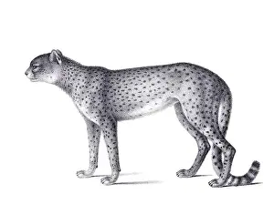 Cheetah illustration. Pencil sketch of a cheetah isolated on a plain white background