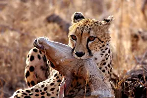 Lies Prints: cheetah with prey, wildlife